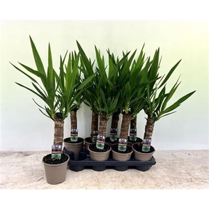 Yucca 30cm 2+