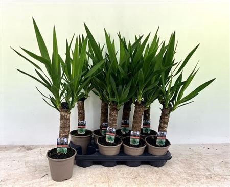 <h4>Yucca 30cm 2+</h4>