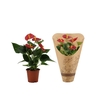 Anthurium Success Red in Couture Eco Line sleeve