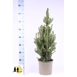 PICEA GL CONICA