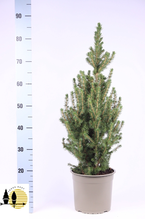 <h4>PICEA GL CONICA</h4>