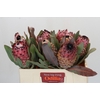 Protea Barbigera