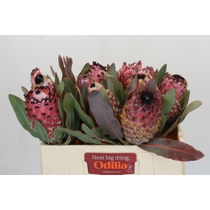 Protea Barbigera