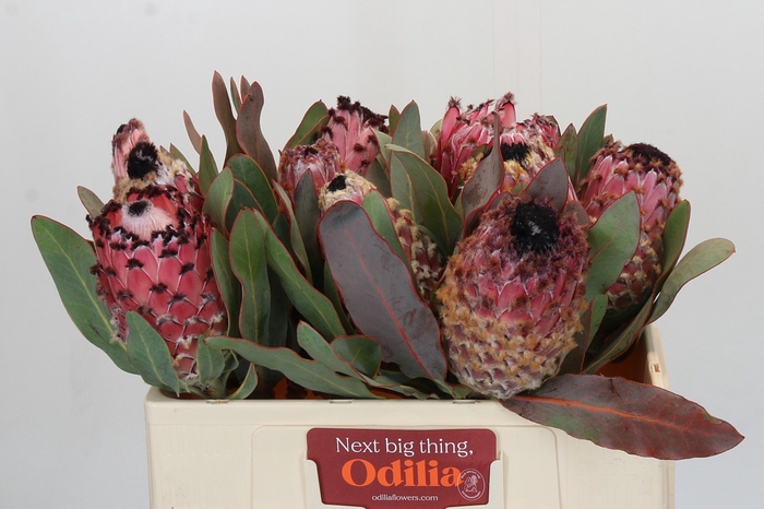 <h4>Protea Barbigera</h4>