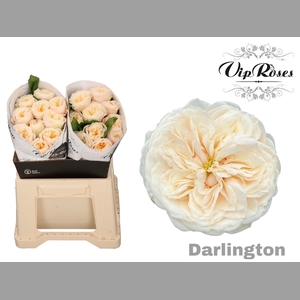 R GR DARLINGTON x20