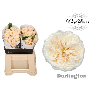 R Gr Darlington X20