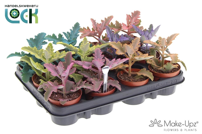 <h4>KALANCHOE BEHARENSIS</h4>