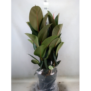 Ficus elastica 'Robusta'