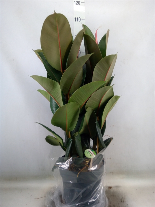 <h4>Ficus elastica 'Robusta'</h4>