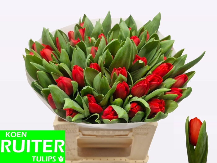 <h4>TU EN ESCAPE</h4>