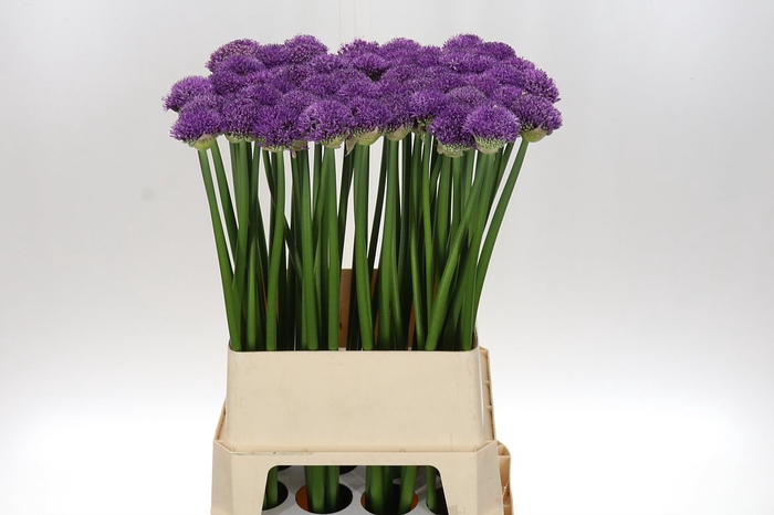 <h4>Allium Gladiator 90 Van Diepen X5</h4>