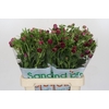 Ranunculus Magical Raspberry