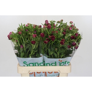 Ranunculus Magical Raspberry