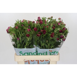 Ranunculus Magical Raspberry