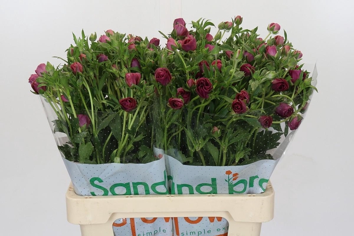 <h4>Ranunculus Magical Raspberry</h4>