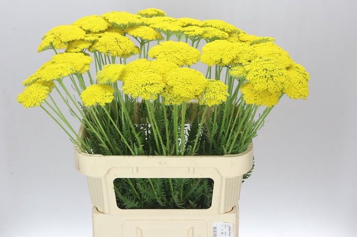 <h4>Achillea Parkers Variety</h4>