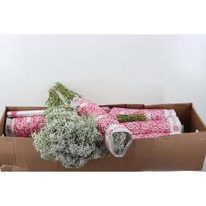 Gy Million Star 30 gr Box