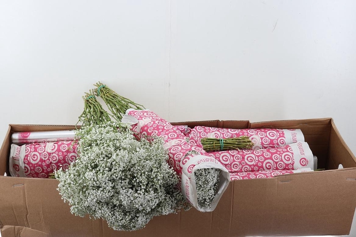 <h4>Gy Million Star 30 gr Box</h4>