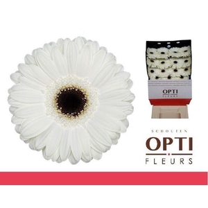 Gerbera White House Diamond