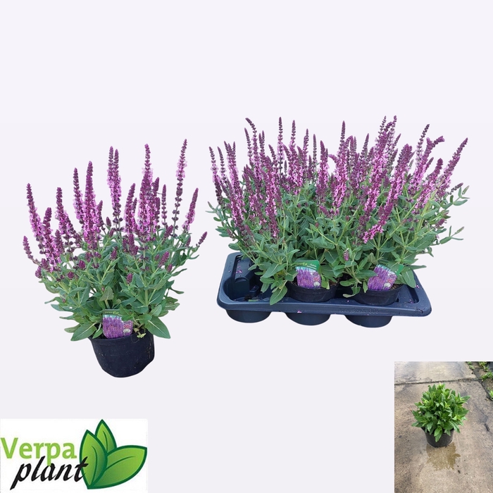<h4>SALVIA NE SE DP ROSE</h4>