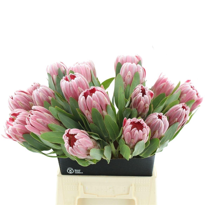 <h4>PROTEA CARDINAL</h4>