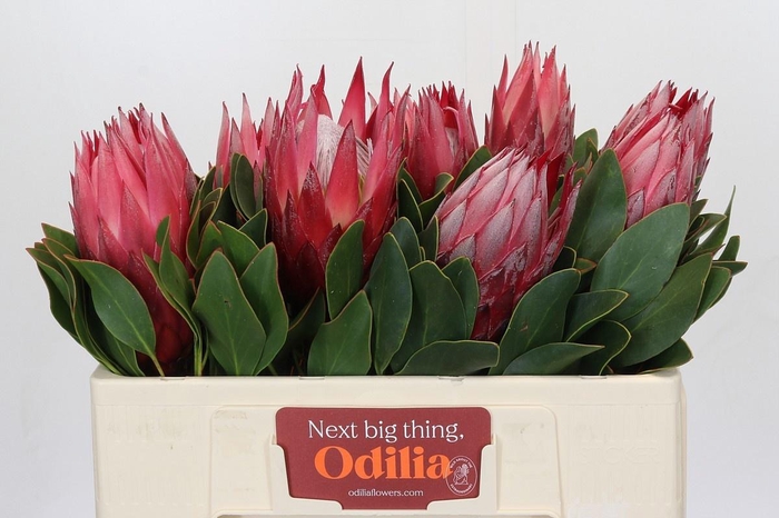 <h4>PROTEA CY MADIBA</h4>