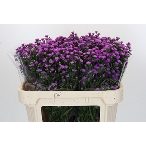 Aster Baby Pink