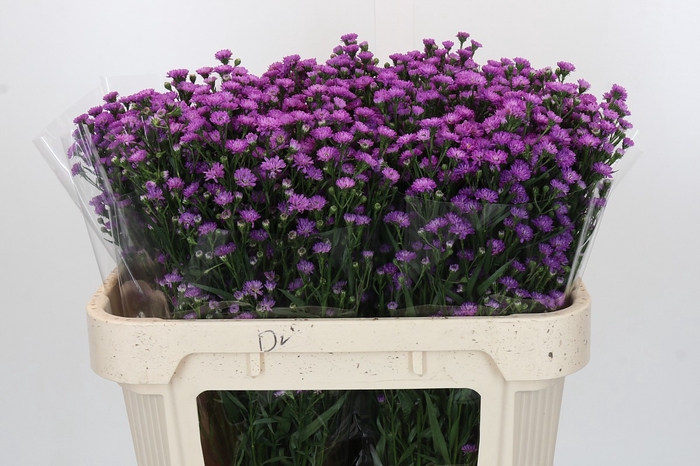 <h4>Aster Baby Pink</h4>