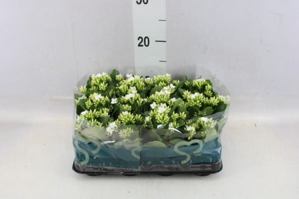 <h4>Kalanchoe blos.   ..</h4>