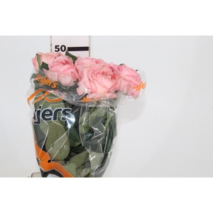 ROSA GARDEN LONDON EYE 050 CM