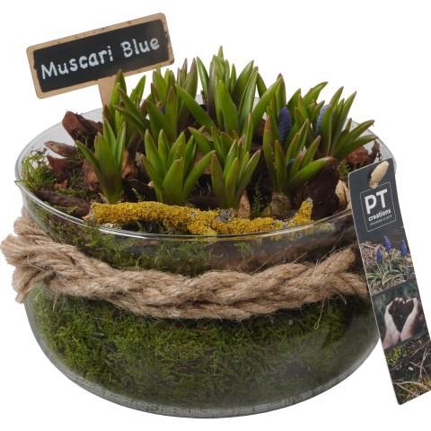 <h4>PTMB6335 Arrangement Muscari Blue in glasschaal met touw</h4>