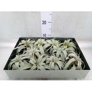 Tillandsia xerographica