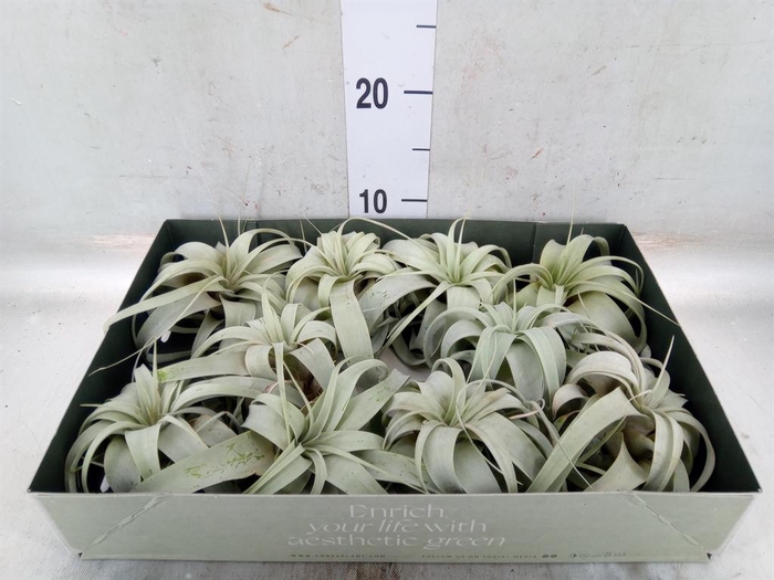 <h4>Tillandsia xerographica</h4>