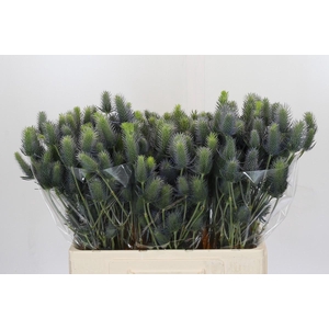 Eryngium Electric Dynamite