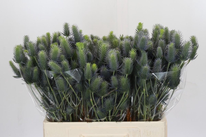 <h4>Eryngium Electric Dynamite</h4>