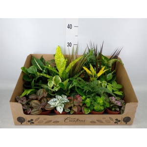 Planten Groen   ...mix 24