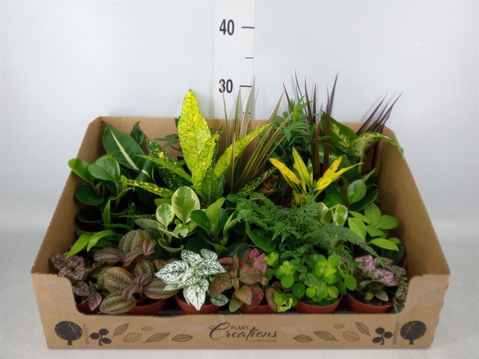 <h4>Planten Groen   ...mix 24</h4>