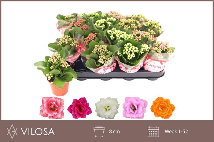 <h4>KAL GE GEM 5 KL</h4>