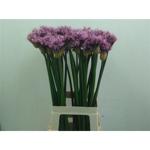 Allium Early Emperor 65cm