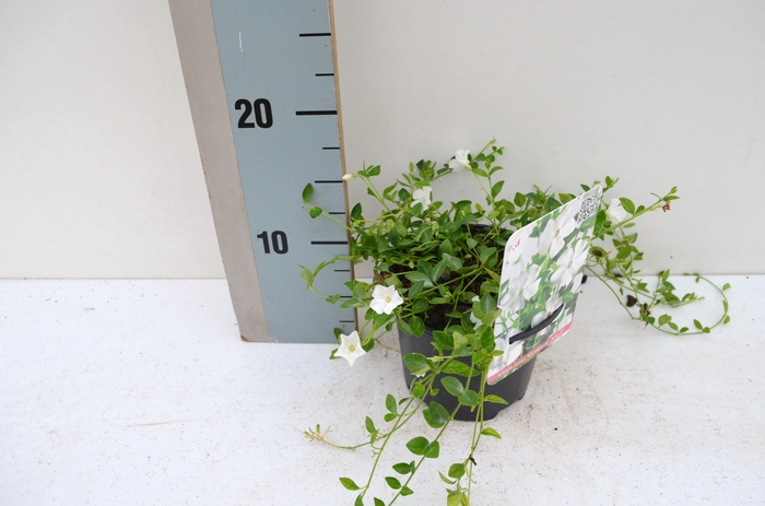 <h4>Vinca minor 'Gertrude Jekyll'</h4>