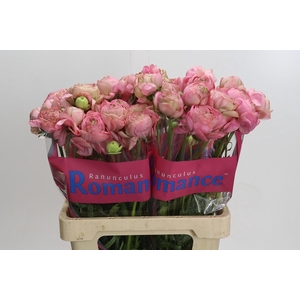 Ranunculus Roamnce Supreme Pink