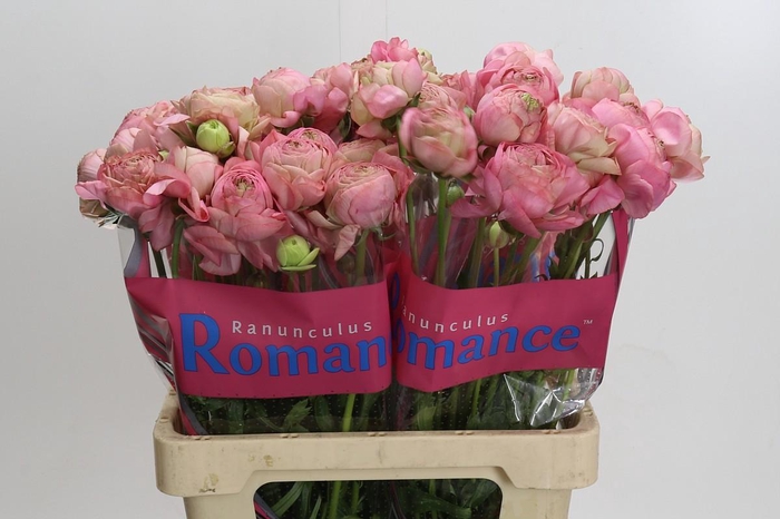 <h4>Ranunculus Roamnce Supreme Pink</h4>