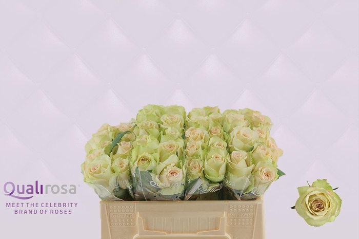 <h4>R Gr Hypnose</h4>