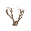 Syringa Branch Super Bon