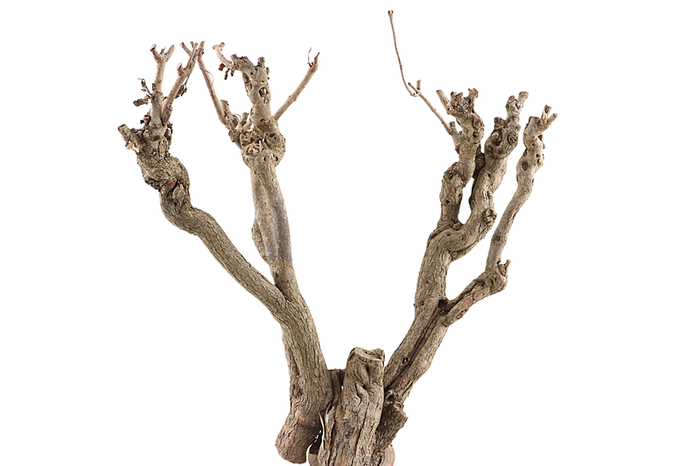 Syringa Branch Super Bon