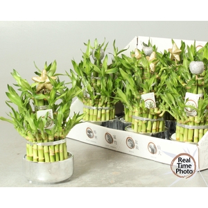 Dra Lucky Bamboo