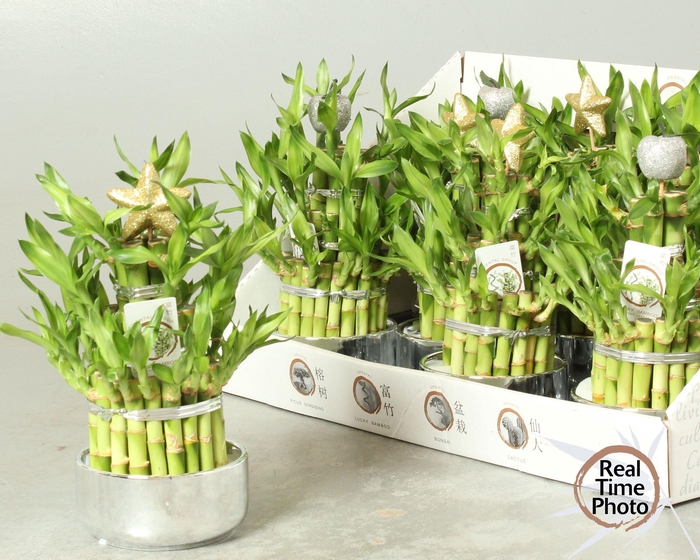 <h4>Dra Lucky Bamboo</h4>