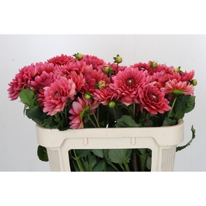 Dahlia Salmon Runner