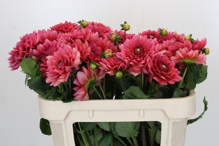 Dahlia Salmon Runner