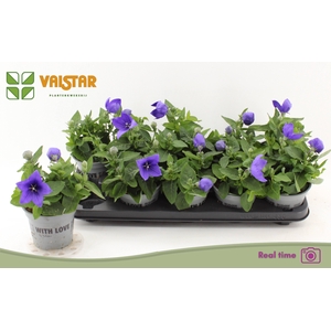 PLATYCO GR ASTRA BLU